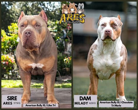 pet finder ph|Buy and Sell Puppies, Cats and Pets Online .